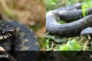 Как да разграничим ужасно от vipers? Как да разграничим ужасно от vipers?